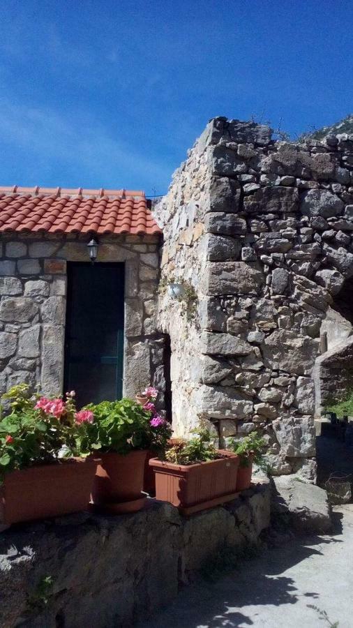 Cottage Melita The Apartment For Animal Lovers Babino Polje 外观 照片