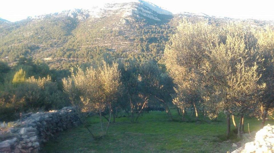 Cottage Melita The Apartment For Animal Lovers Babino Polje 外观 照片